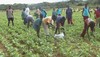 New Farming Activities at Mthunzi