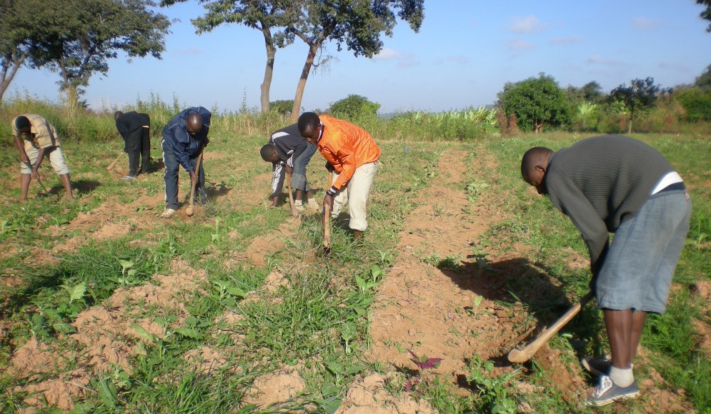 planting a big filed of impwa