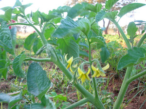 Tomato flora