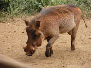 Kenya wildlife 