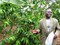 Uganda: Fertilizer Use and Better Farming Methods Could Double Coffee Output