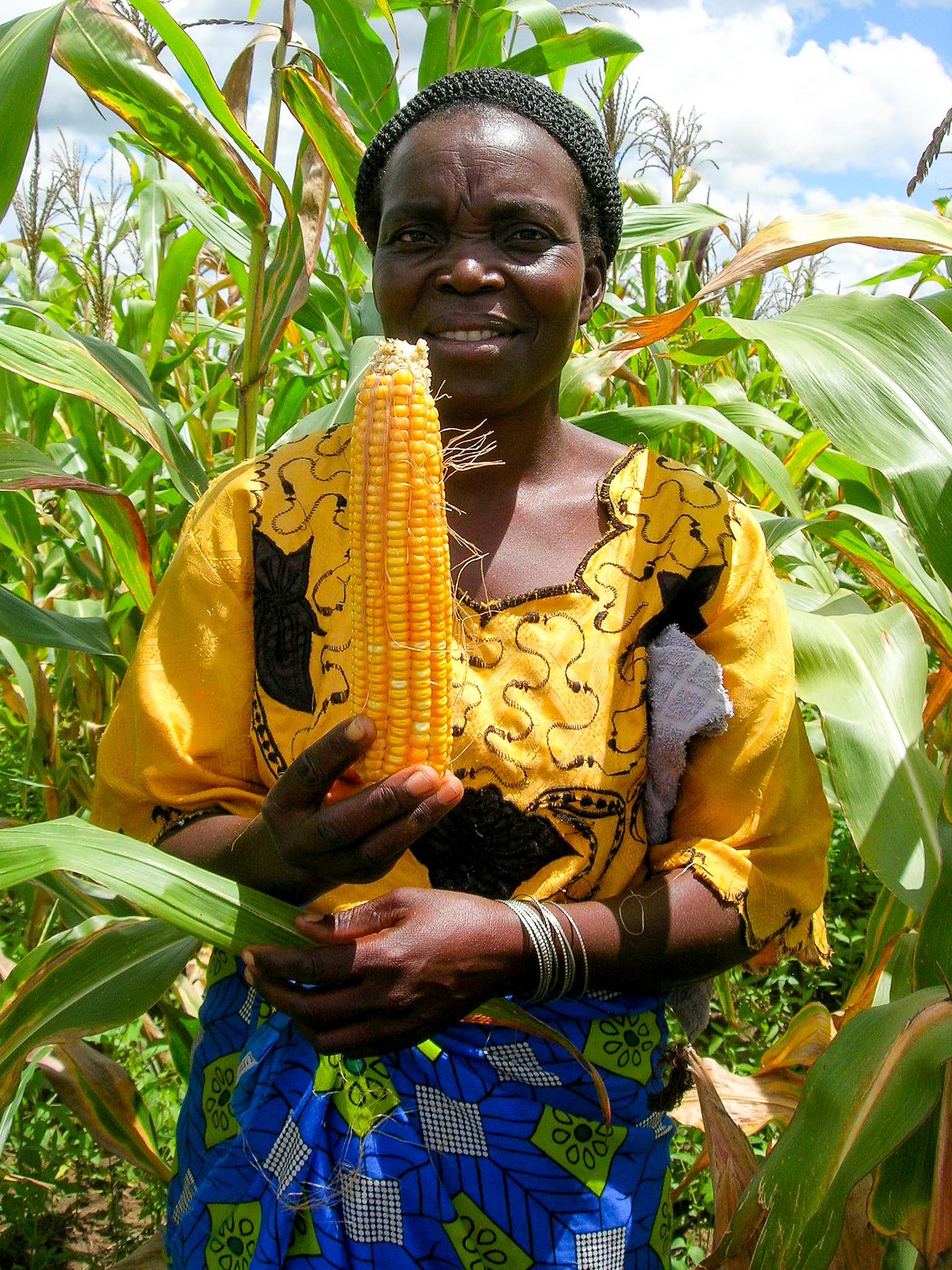 A farmer in Zambia proudly displays a cob of vitamin A maize from her latest harvest. Now that the benefits of vitamin A are more widely understood, farmers and consumers are increasingly enthusiastic about orange maize.   Photo credit: Hugo De Groote (CIMMYT-Nairobi)